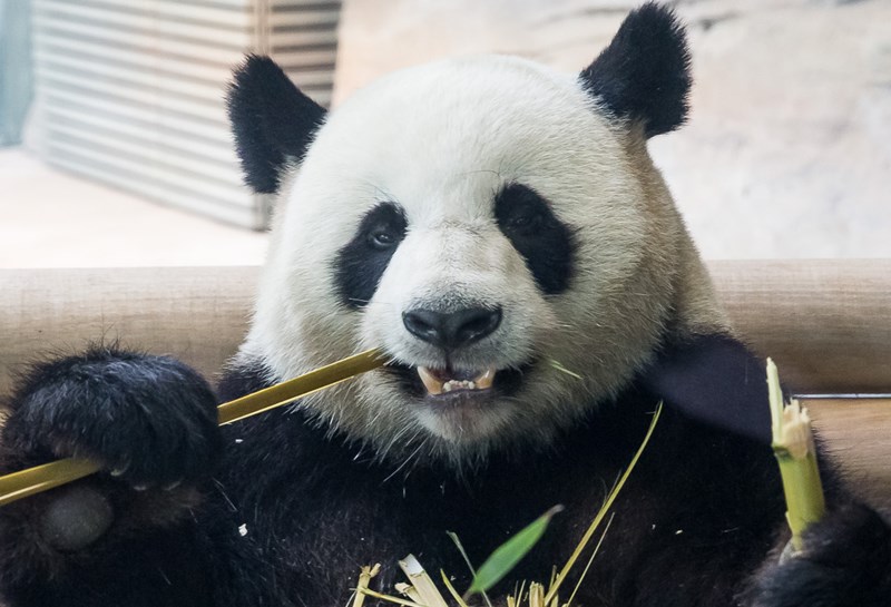Zoo Berlin, Panda Garden 1
